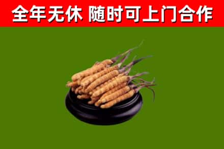 海港烟酒回收冬虫夏草.jpg